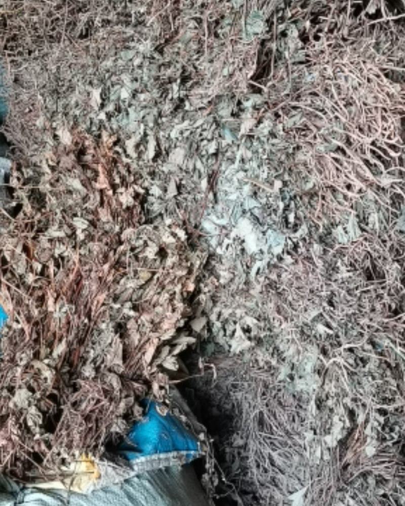 鱼腥草各种规格场地直供