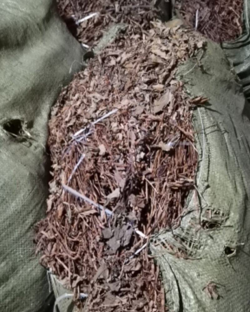 鱼腥草各种规格场地直供