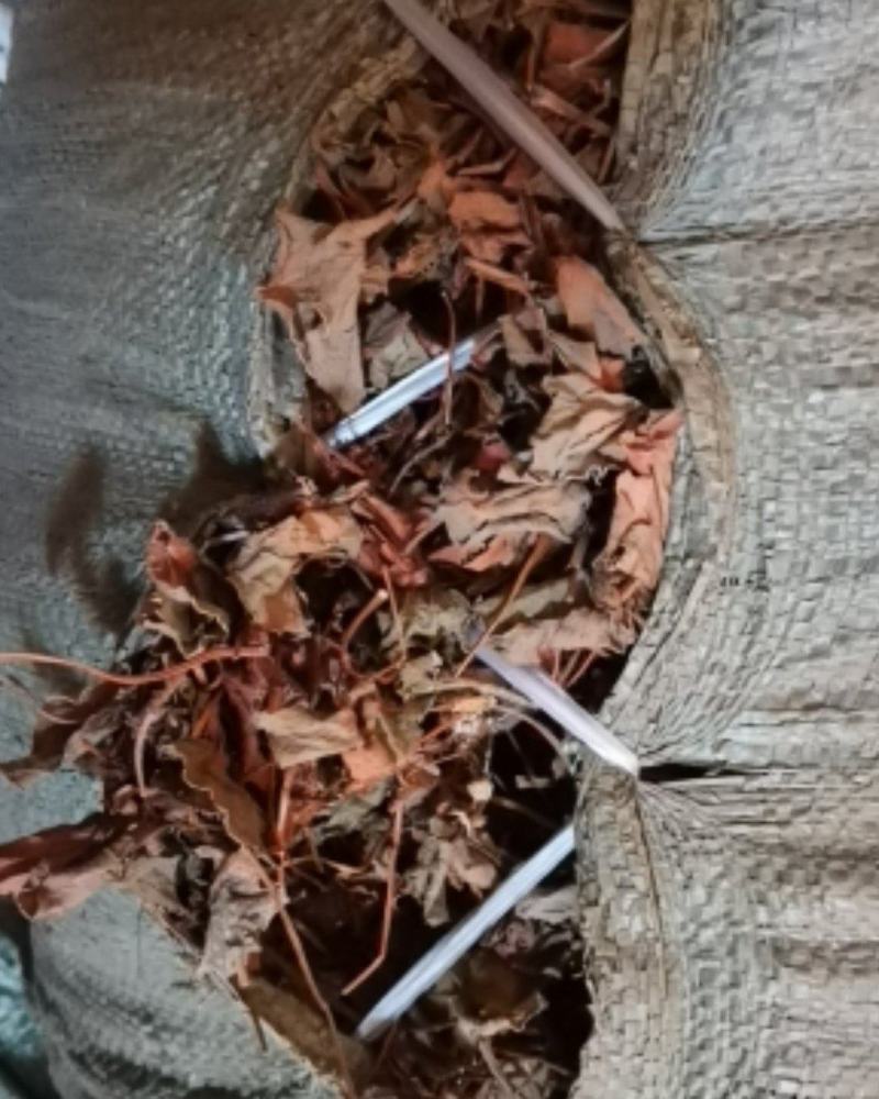 鱼腥草各种规格场地直供