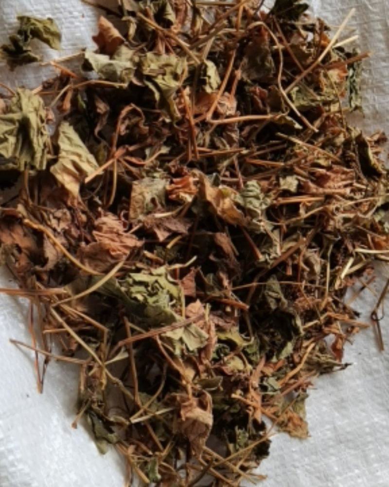 鱼腥草各种规格场地直供
