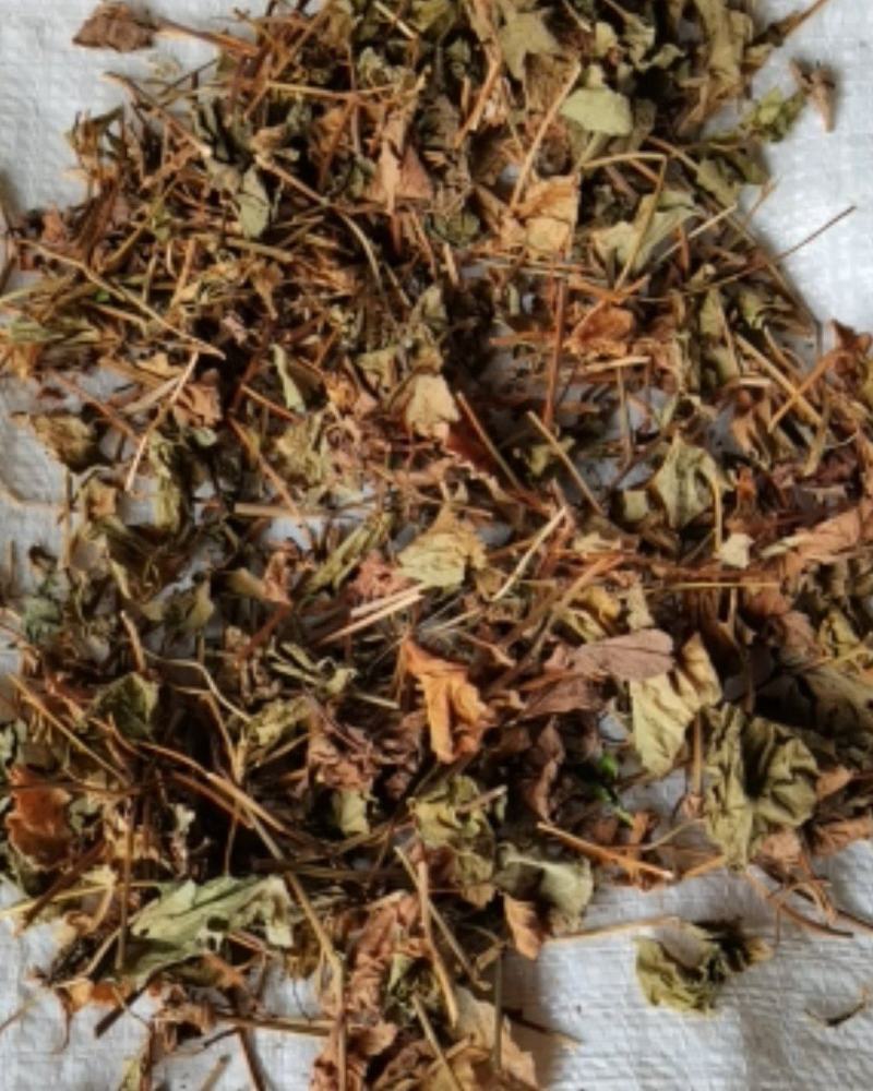 鱼腥草各种规格场地直供