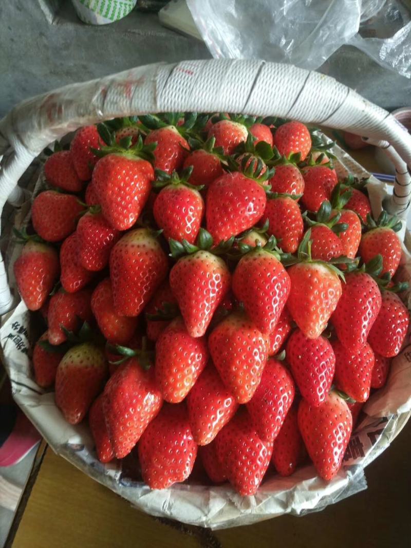 【精品商家】牛奶草莓苗根系发达现起苗，成活率高