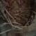 广金钱草各种规格，大量低价供货，基地直供，一手货源