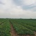 【精品商家】牛奶草莓苗根系发达现起苗,成活率高
