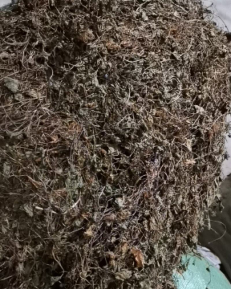雷公根青绿色，产地直供