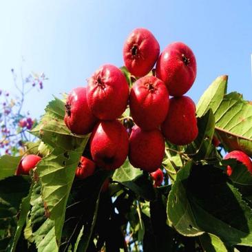【精选】甜红籽山楂苗粗度0.8～1公分下单起苗