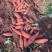 福建漳浦精品红薯（地瓜）莺歌红、西瓜红（六鳌蜜薯）