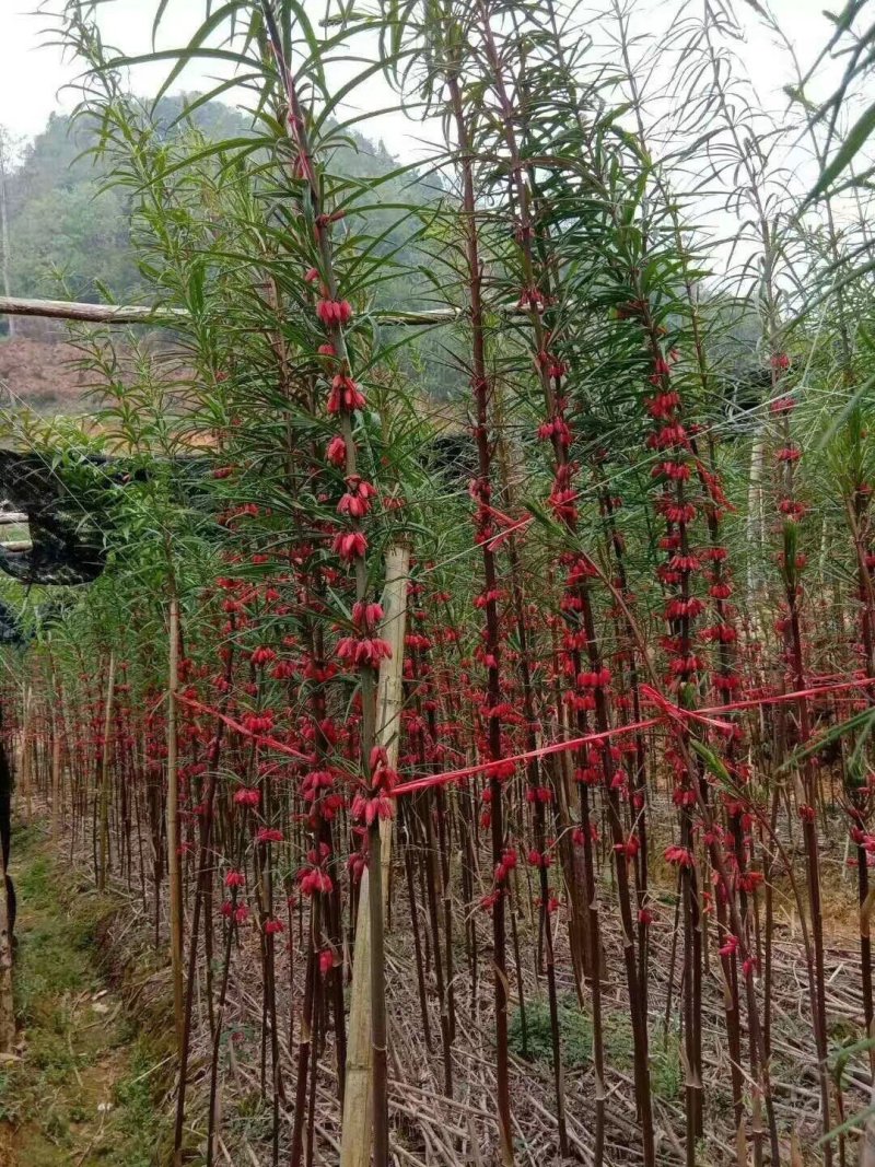 黄精苗滇黄精苗红花滇黄精包技术包回收