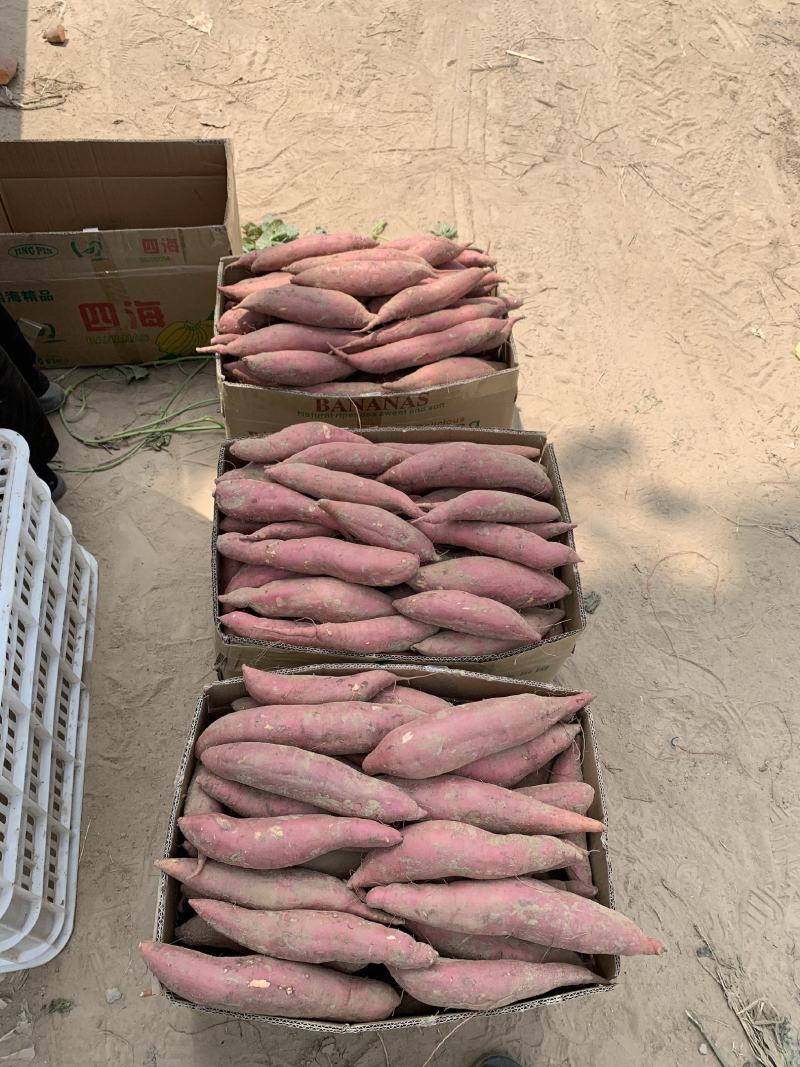 红薯西瓜红精品沙地红薯，商品货电商货工厂货大吨位供应