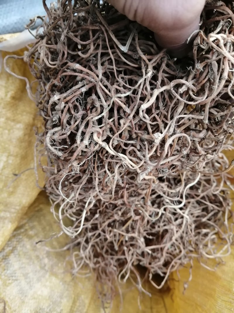鱼腥草干根，无霉无硫，统货、选货精品均有