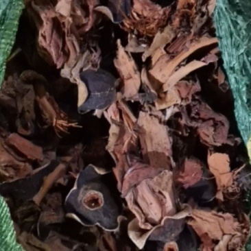 木棉花广东清远新货产地直供货源充足欢迎订购