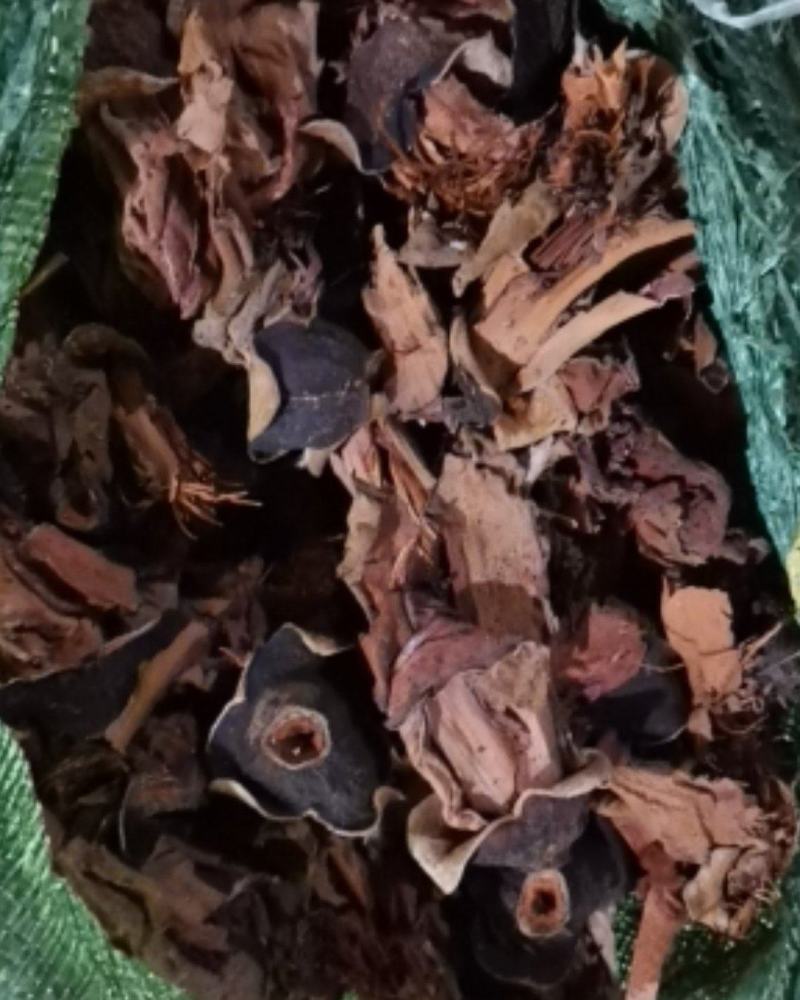 木棉花广东清远新货产地直供货源充足欢迎订购