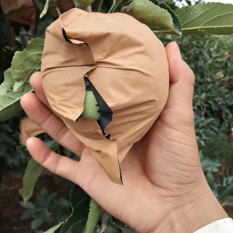 辽西绥中黄元帅正式采摘季～个大～皮毛白大量有货供应～～～