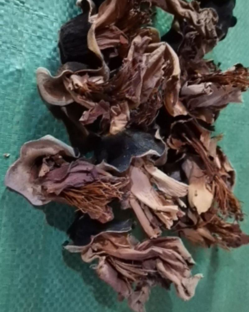 木棉花广东清远新货产地直供货源充足欢迎订购