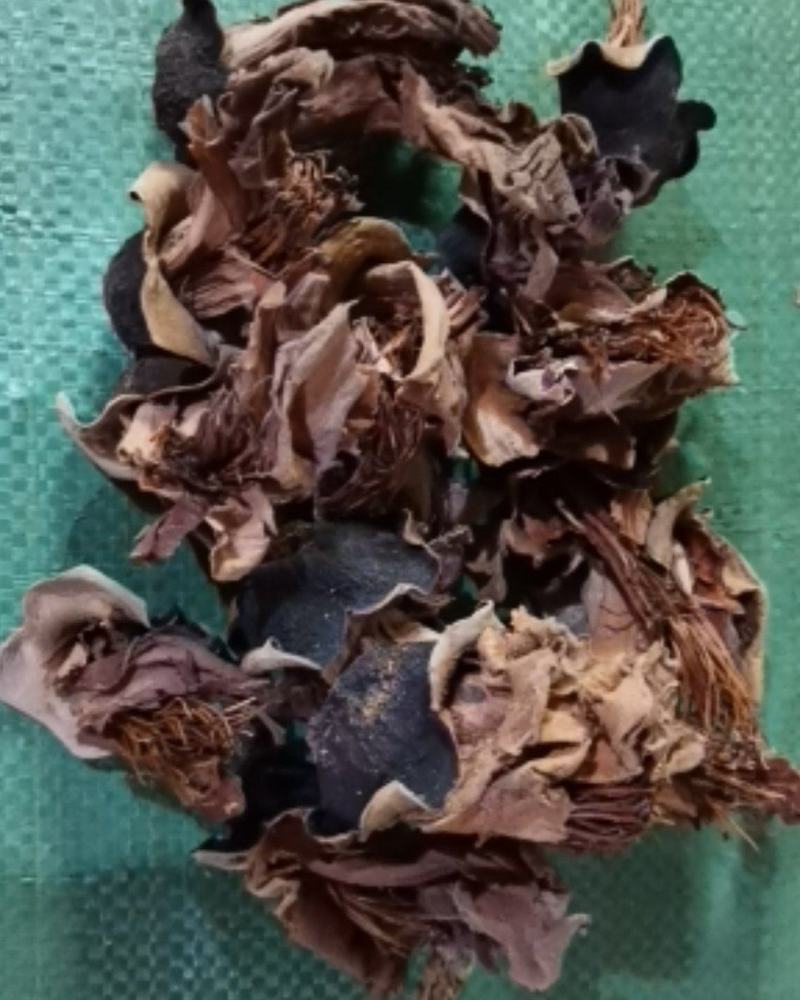 木棉花广东清远新货产地直供货源充足欢迎订购