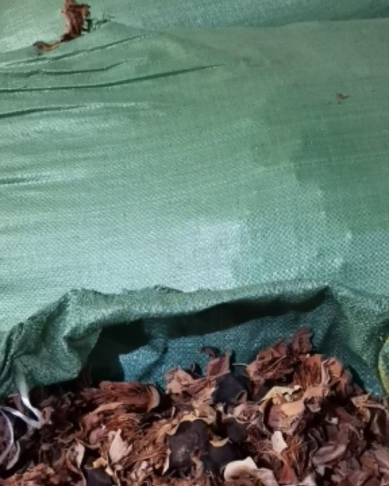 木棉花广东清远新货产地直供货源充足欢迎订购