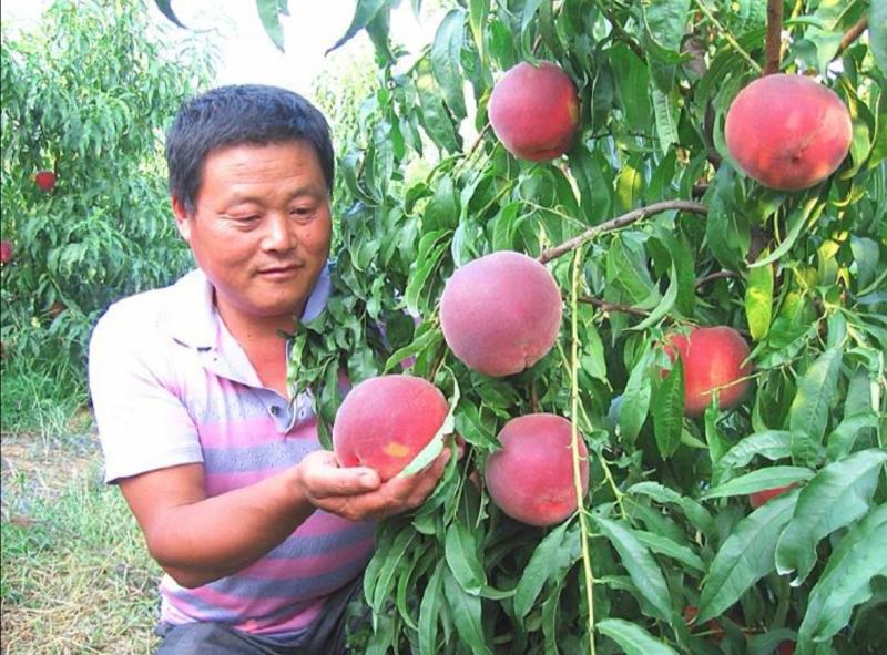 【荐】秋彤桃树苗九月中旬成熟离核含糖量高