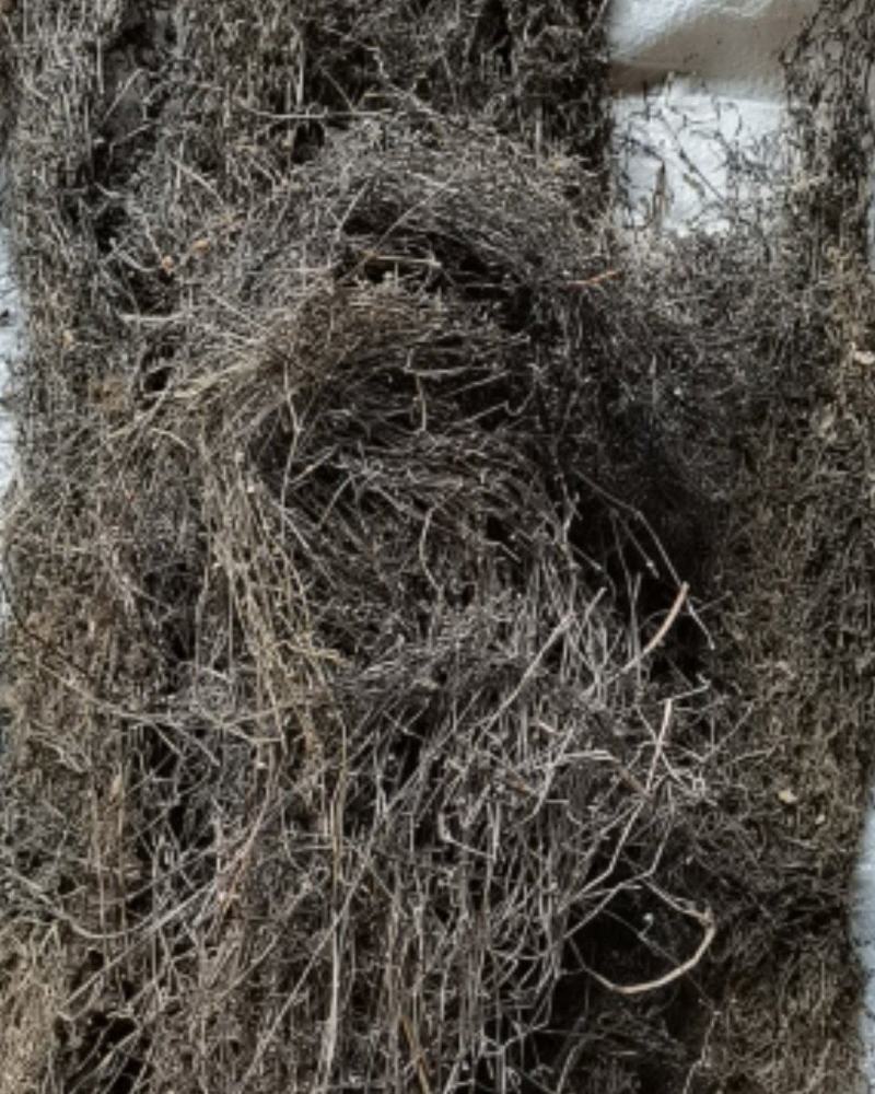 齐手正品白花蛇舌草，白花蛇舌草产地直供，欢迎选购