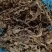 车前草各种规格，各种规格，产地直供，量大从优