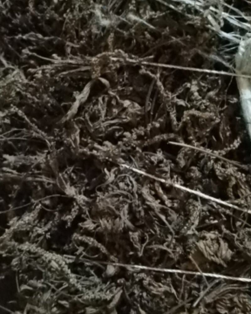 车前草各种规格，各种规格，产地直供，量大从优