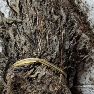 车前草各种规格，各种规格，产地直供，量大从优