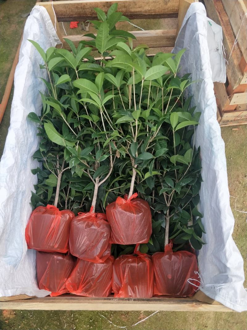 桂花，支持现场视屏看货，福建龙岩永福基地直销