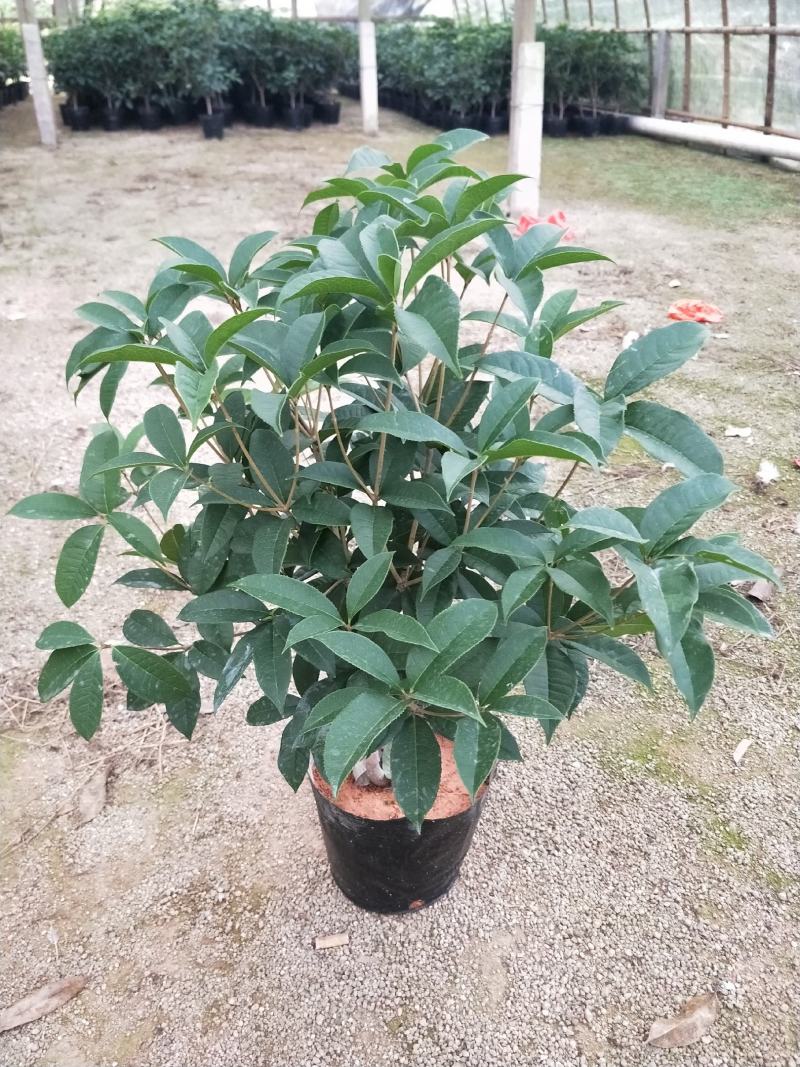 桂花，支持现场视屏看货，福建龙岩永福基地直销
