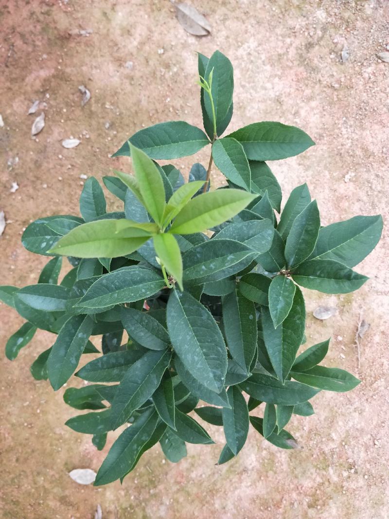 桂花，支持现场视屏看货，福建龙岩永福基地直销