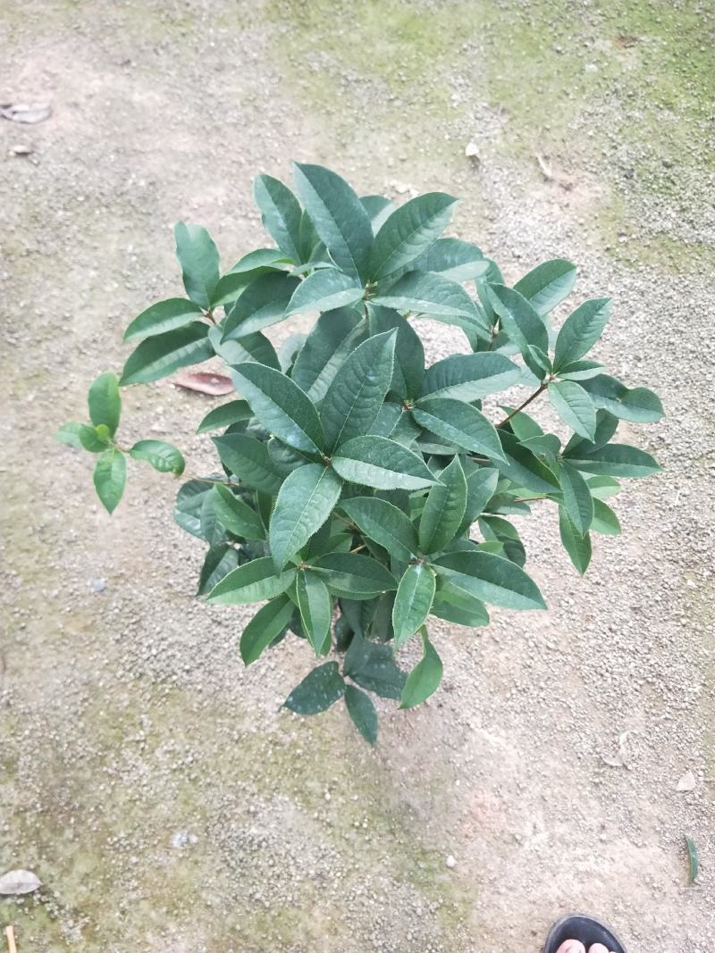 桂花，支持现场视屏看货，福建龙岩永福基地直销