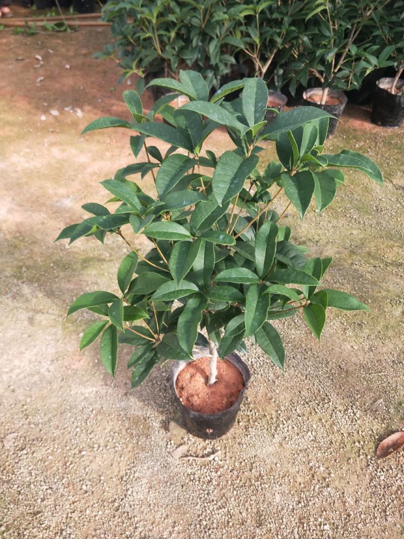 桂花，支持现场视屏看货，福建龙岩永福基地直销