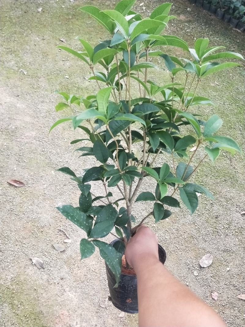 桂花，支持现场视屏看货，福建龙岩永福基地直销