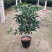 桂花，支持现场视屏看货，福建龙岩永福基地直销