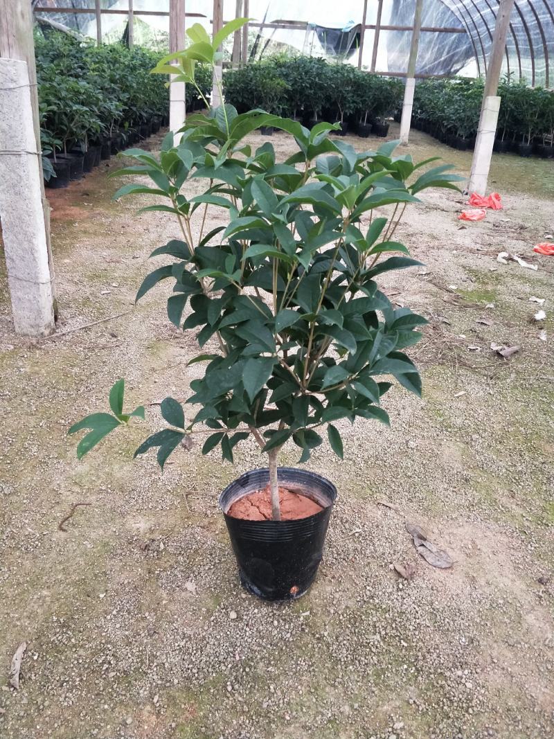 桂花，支持现场视屏看货，福建龙岩永福基地直销