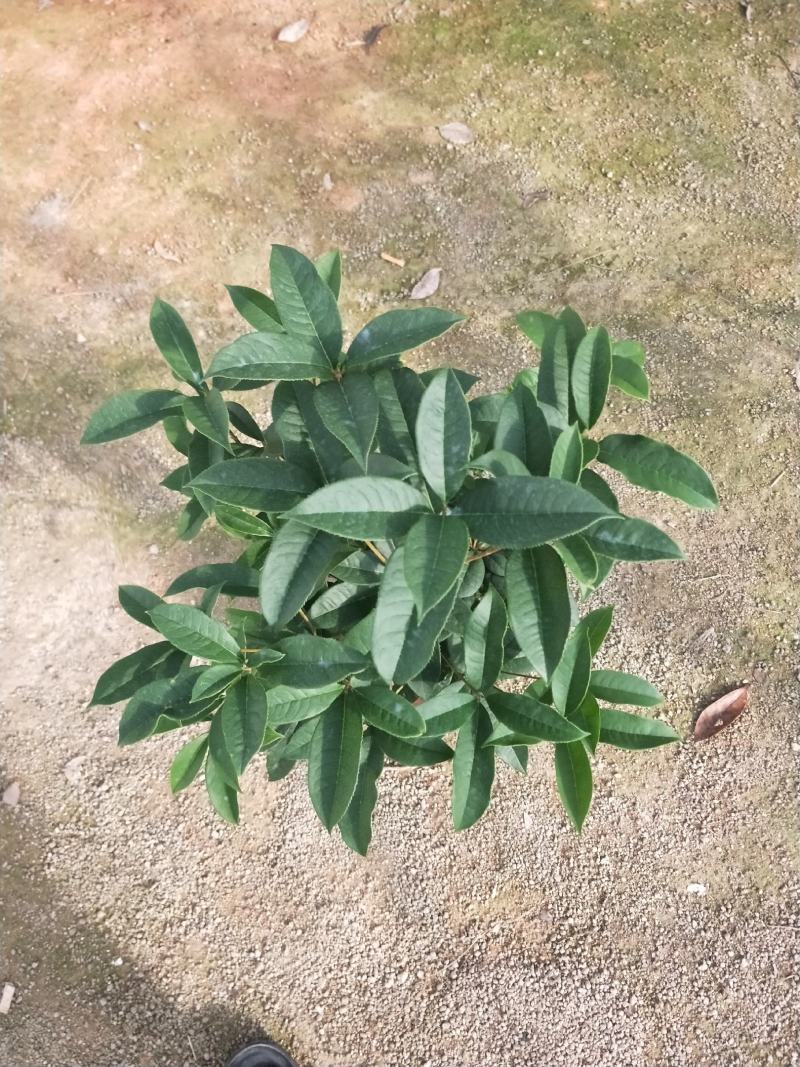 桂花，支持现场视屏看货，福建龙岩永福基地直销