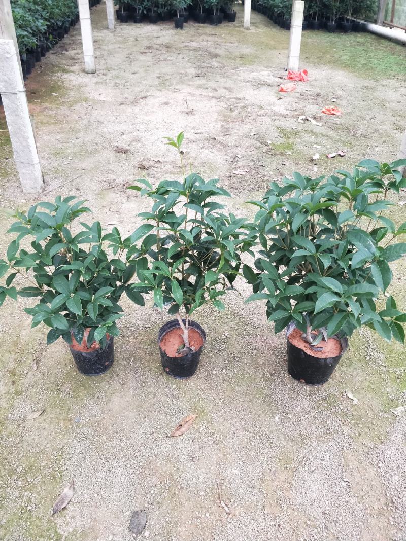 桂花，支持现场视屏看货，福建龙岩永福基地直销