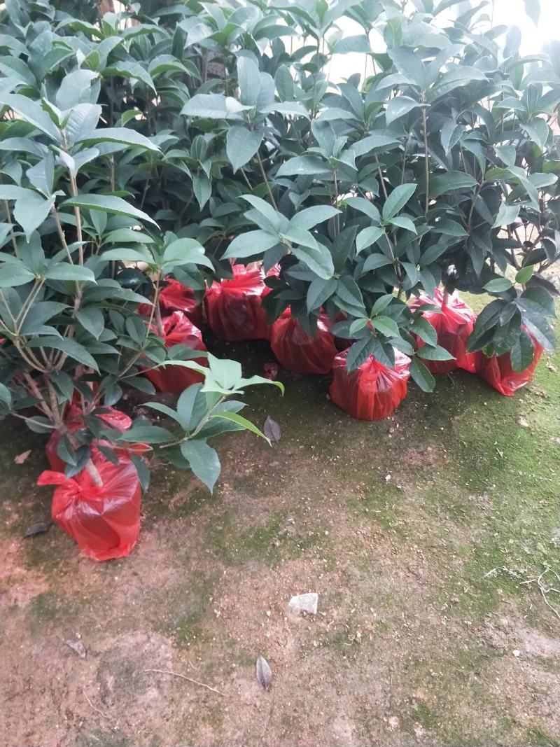 桂花，支持现场视屏看货，福建龙岩永福基地直销
