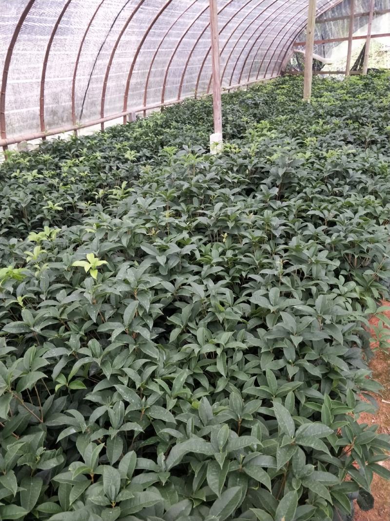 桂花，支持现场视屏看货，福建龙岩永福基地直销