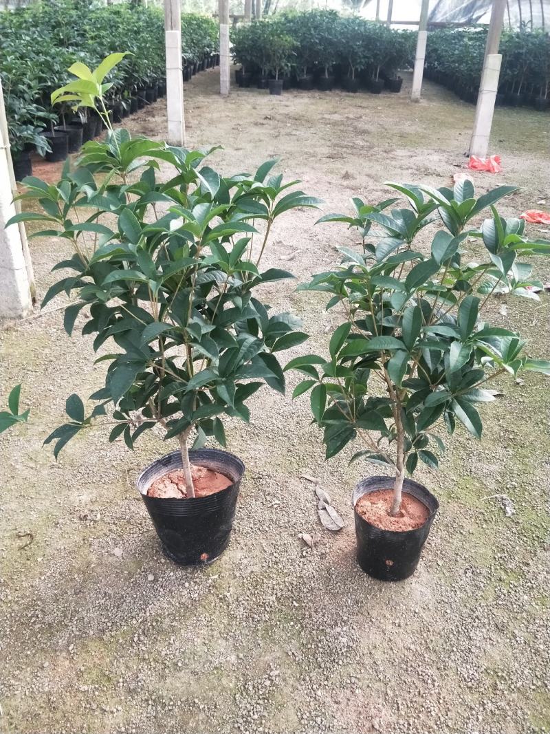 桂花，支持现场视屏看货，福建龙岩永福基地直销