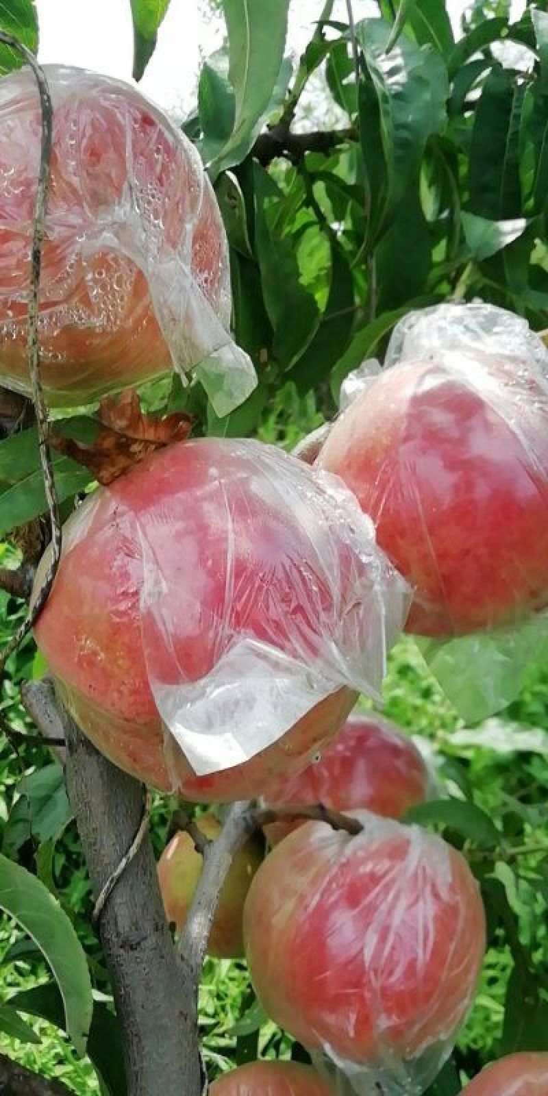 大量供应超越，秦王硬肉质晚熟套膜代大个头甜毛挑