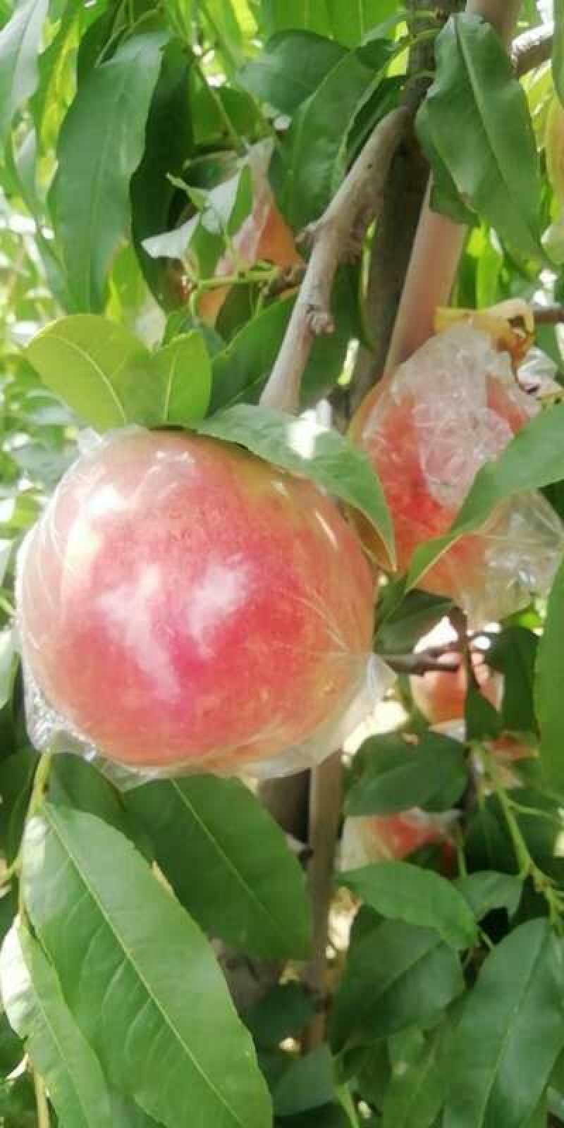 大量供应超越，秦王硬肉质晚熟套膜代大个头甜毛挑