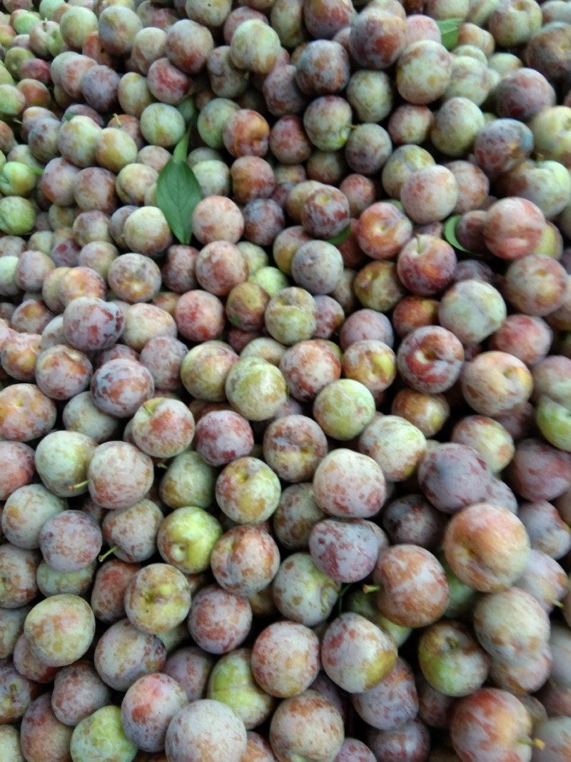 小脆红李子，大量上市了，欢迎朋友惠顾