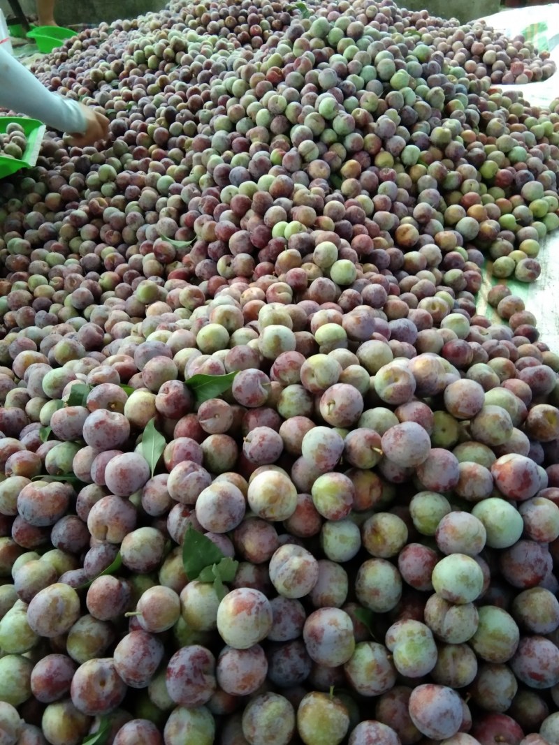 小脆红李子，大量上市了，欢迎朋友惠顾