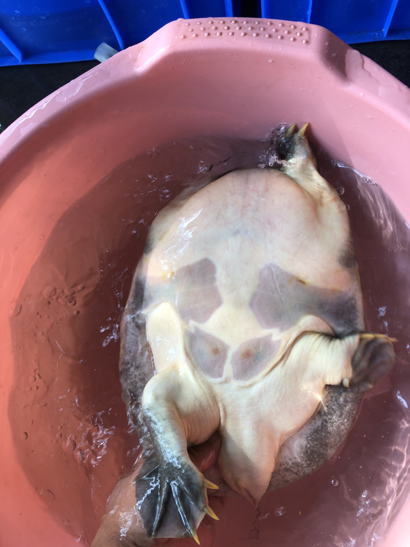 甲鱼土甲鱼精品甲鱼天然甲鱼产地一手货源