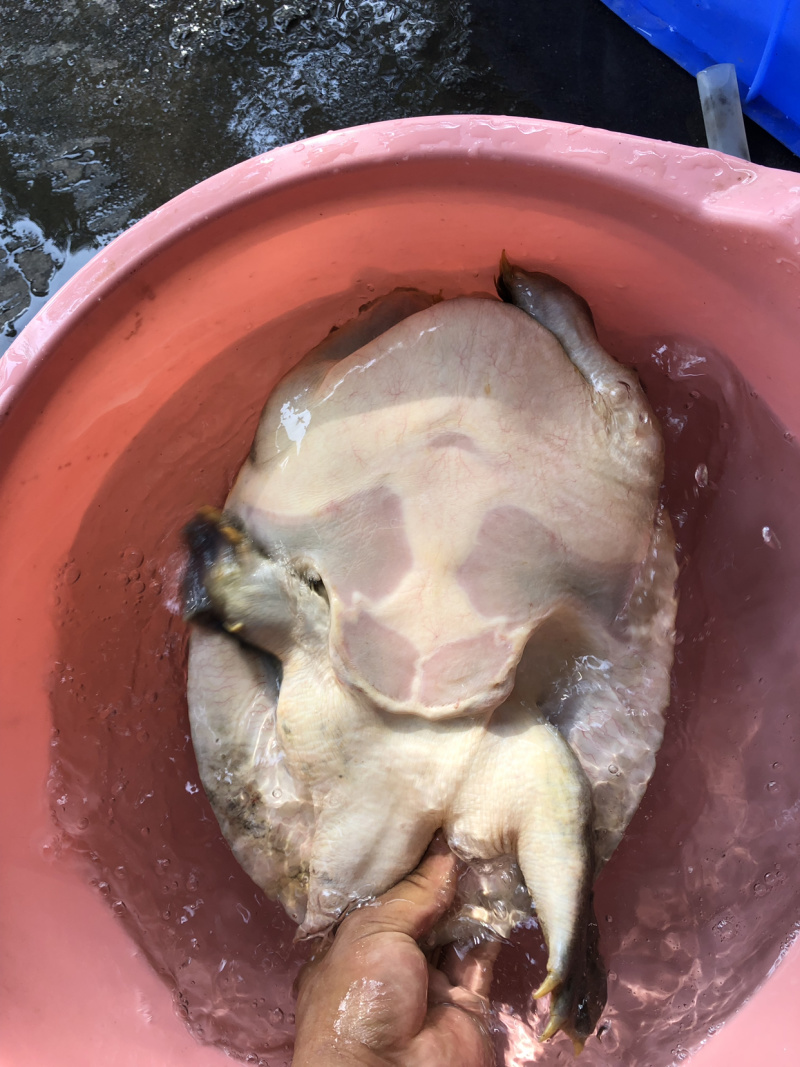 甲鱼土甲鱼精品甲鱼天然甲鱼产地一手货源