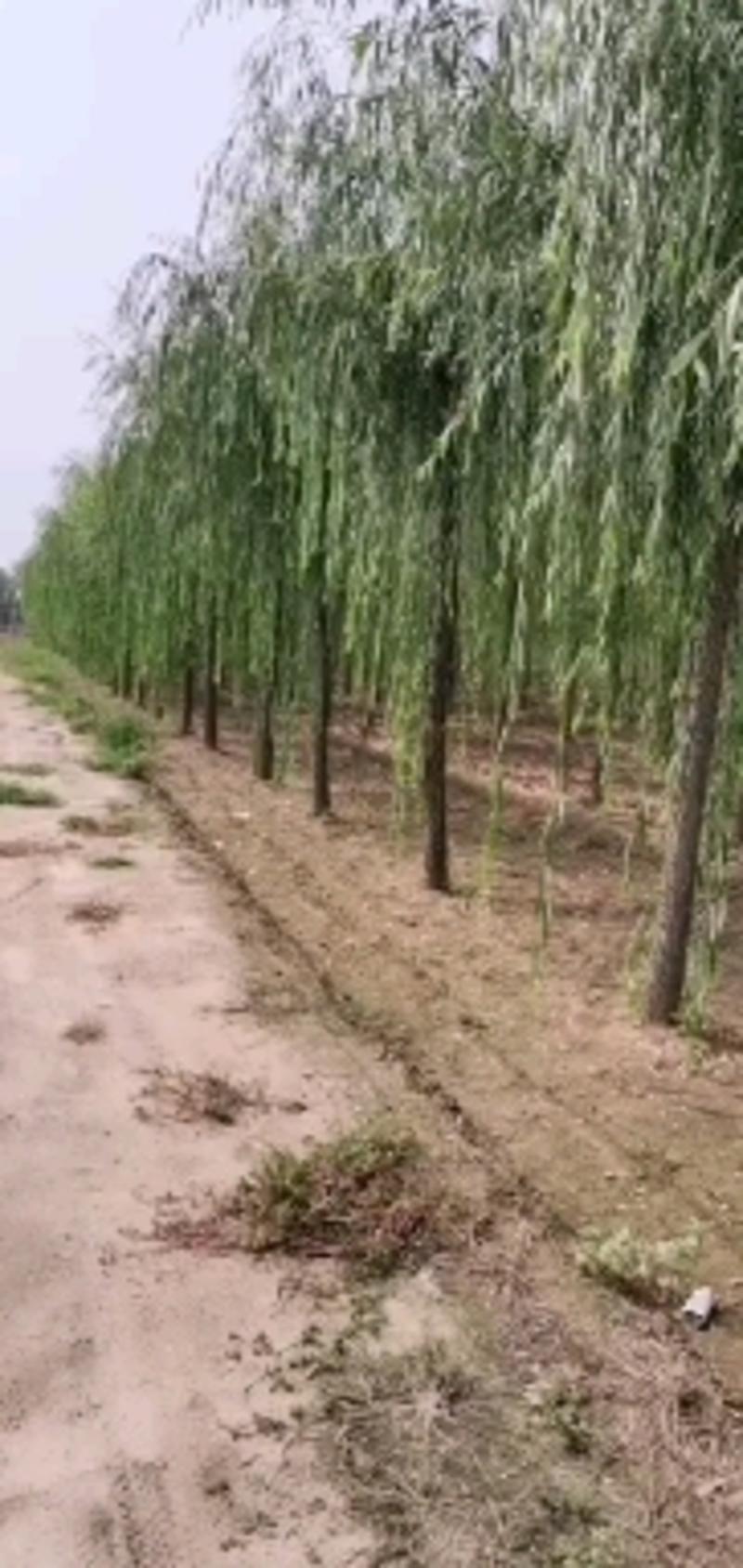 【可视频】杨树苗，107杨树苗，山东杨树200亩苗圃直供