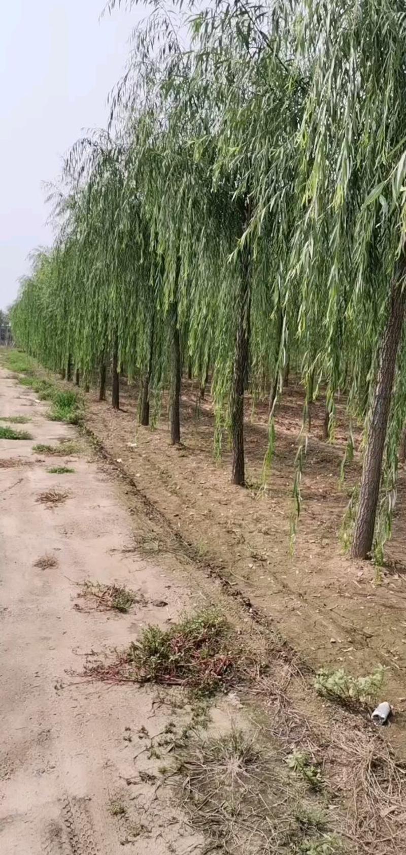 【可视频】杨树苗，107杨树苗，山东杨树200亩苗圃直供