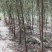 【可视频】杨树苗，107杨树苗，山东杨树200亩苗圃直供