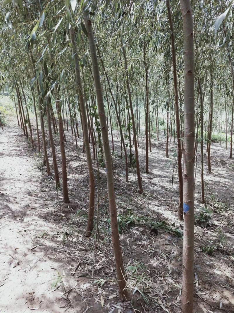 【可视频】杨树苗，107杨树苗，山东杨树200亩苗圃直供