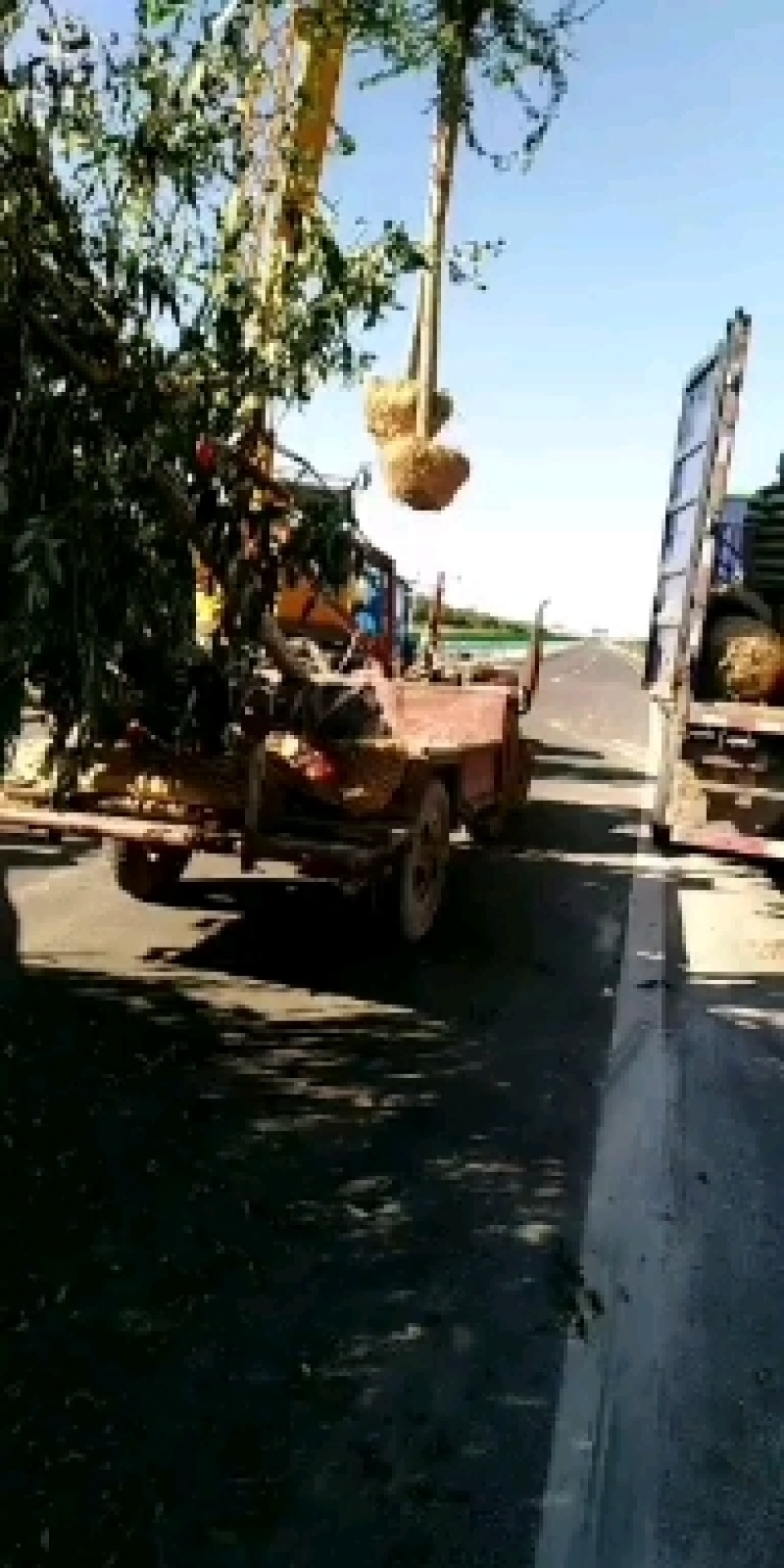 【可视频】杨树苗，107杨树苗，山东杨树200亩苗圃直供