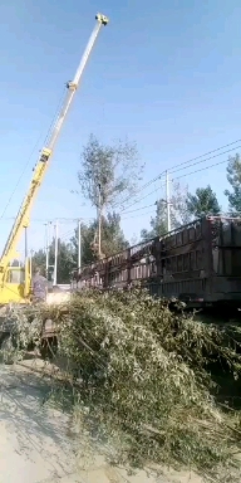 【可视频】杨树苗，107杨树苗，山东杨树200亩苗圃直供